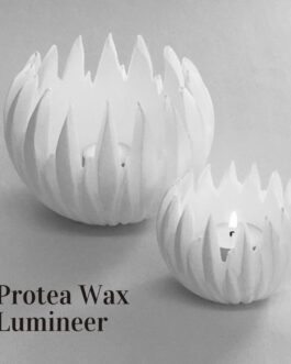 Protea Wax Lumineer